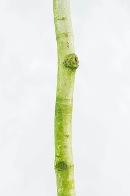 Platanus x hispanica meerstammig 400-450