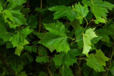 Platanus x hispanica meerstammig 400-450