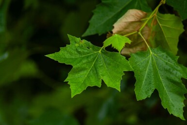 Platanus x hispanica meerstammig 400-450