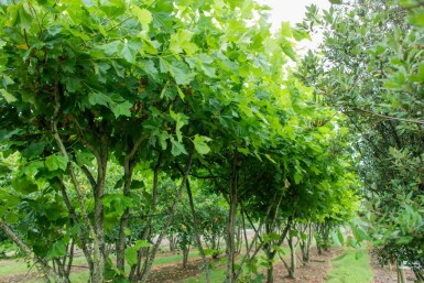 Platanus x hispanica meerstammig 400-450