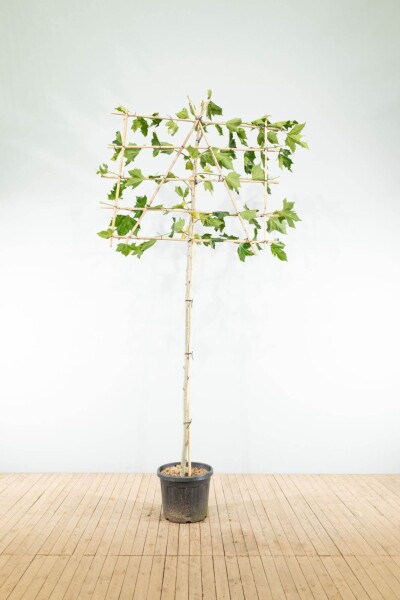 Platanus x hispanica leiboom 14/16 190cm stam 150b x 120h