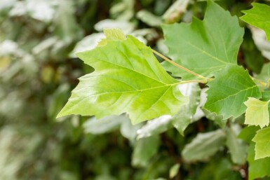 Platanus x hispanica leiboom 14/16 190cm stam 150b x 120h