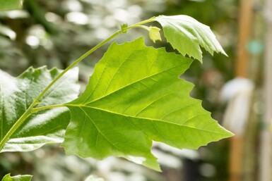 Platanus x hispanica leiboom 14/16 190cm stam 150b x 120h