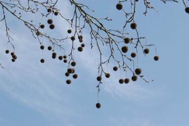 Platanus x hispanica leiboom 14/16 190cm stam 150b x 120h