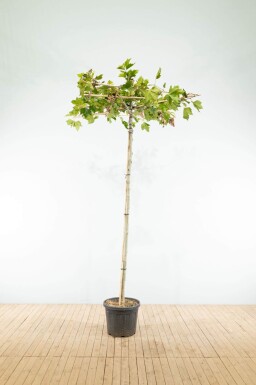 Platanus x hispanica dakvorm 18/20 240cm stam 120x120