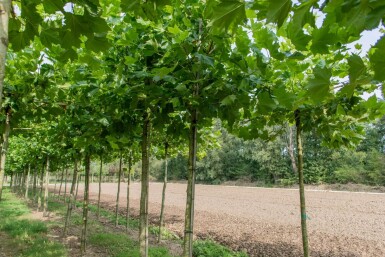 Platanus x hispanica dakvorm 18/20 240cm stam 120x120