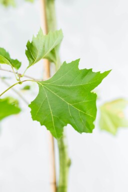Platanus x hispanica dakvorm 18/20 240cm stam 120x120