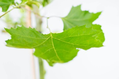 Platanus x hispanica dakvorm 18/20 240cm stam 120x120