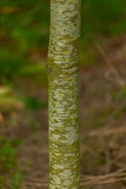 Platanus x hispanica dakvorm 18/20 240cm stam 120x120