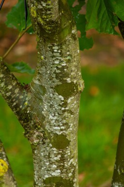Platanus x hispanica dakvorm 18/20 240cm stam 120x120