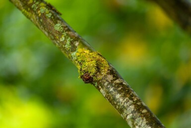 Platanus x hispanica dakvorm 18/20 240cm stam 120x120