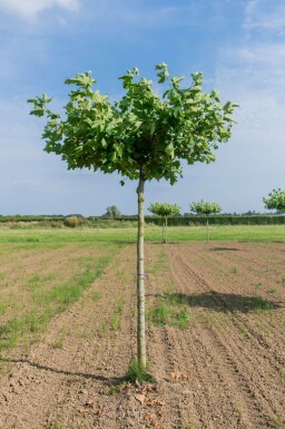 Platanus x hispanica dakvorm 18/20 240cm stam 120x120