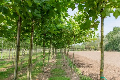 Platanus x hispanica dakvorm 18/20 240cm stam 120x120