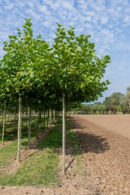 Platanus x hispanica dakvorm 18/20 240cm stam 120x120