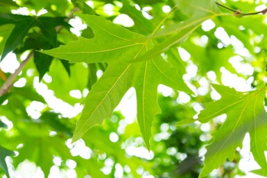 Platanus x hispanica 'Malburg' hoogstam