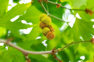 Platanus x hispanica 'Malburg' hoogstam 14/16