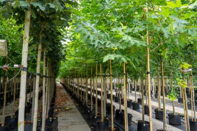 Platanus x hispanica 'Malburg' hoogstam 14/16