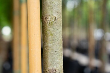 Platanus x hispanica 'Malburg' hoogstam 14/16