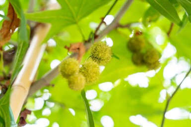 Platanus x hispanica 'Malburg' hoogstam 14/16