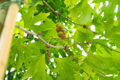 Platanus x hispanica 'Malburg' hoogstam 14/16