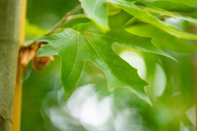 Platanus x hispanica 'Malburg' hoogstam 14/16