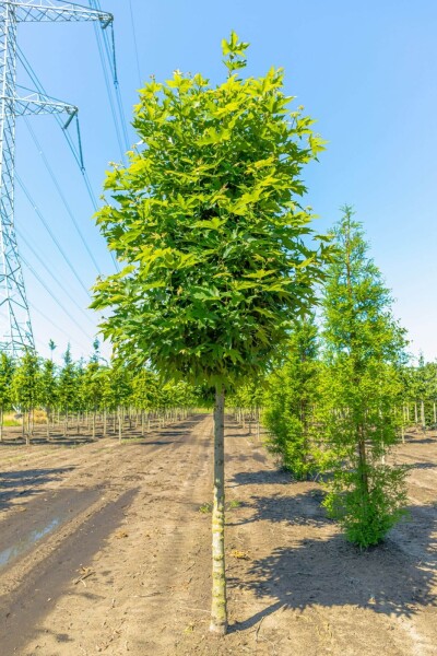 Platanus orientalis 'Minaret' hoogstam 14/16