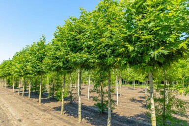 Platanus orientalis 'Minaret' hoogstam