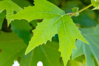 Platanus orientalis 'Minaret' hoogstam 14/16