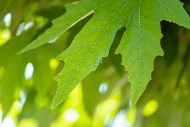 Platanus orientalis 'Minaret' hoogstam 14/16
