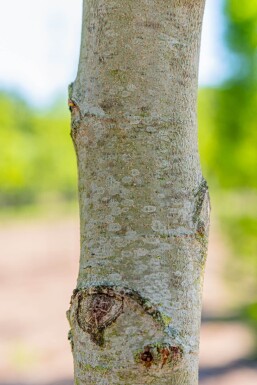 Platanus orientalis 'Minaret' hoogstam 14/16