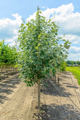 Populus alba hoogstam 10/12