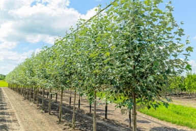 Populus alba hoogstam 10/12