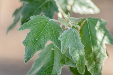 Populus alba hoogstam 10/12