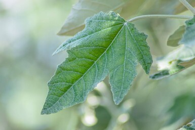 Populus alba hoogstam 10/12