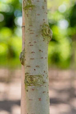 Populus alba hoogstam 10/12