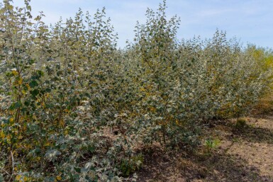 Populus alba meerstammig