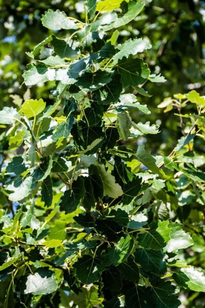 Populus canescens hoogstam 18/20