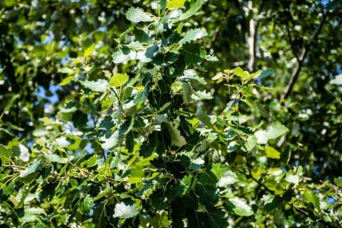 Populus canescens hoogstam 18/20