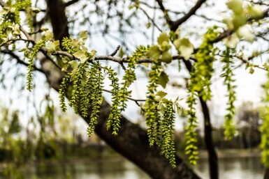 Populus canescens hoogstam 18/20