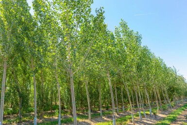 Populus nigra hoogstam