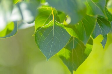 Populus nigra hoogstam
