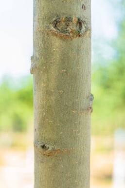Populus nigra hoogstam