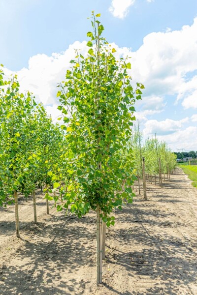 Populus nigra 'Italica' hoogstam 10/12