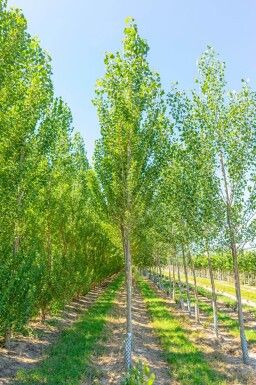 Populus nigra 'Italica' hoogstam