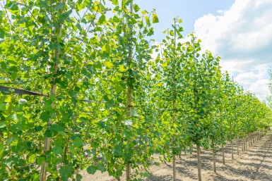 Populus nigra 'Italica' hoogstam 10/12