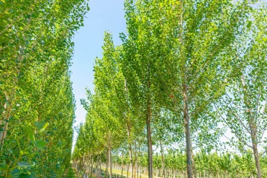 Populus nigra 'Italica' hoogstam 10/12