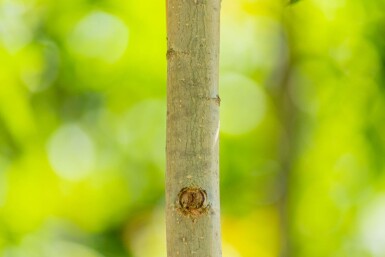 Populus nigra 'Italica' hoogstam 10/12