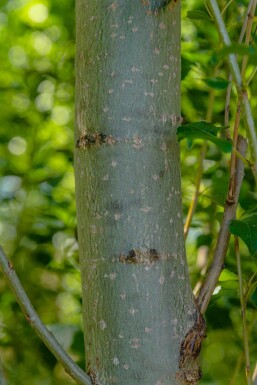 Populus nigra 'Italica' hoogstam 10/12