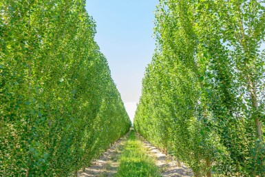 Populus nigra 'Italica' beveerd