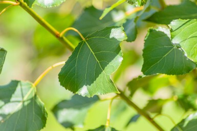 Populus nigra 'Italica' beveerd 4-6